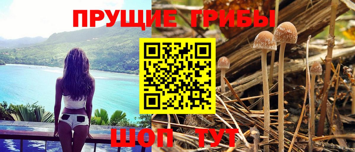 Москва  Псилоцибиновые грибы GOLDEN TEACHER  Вход с VPN 